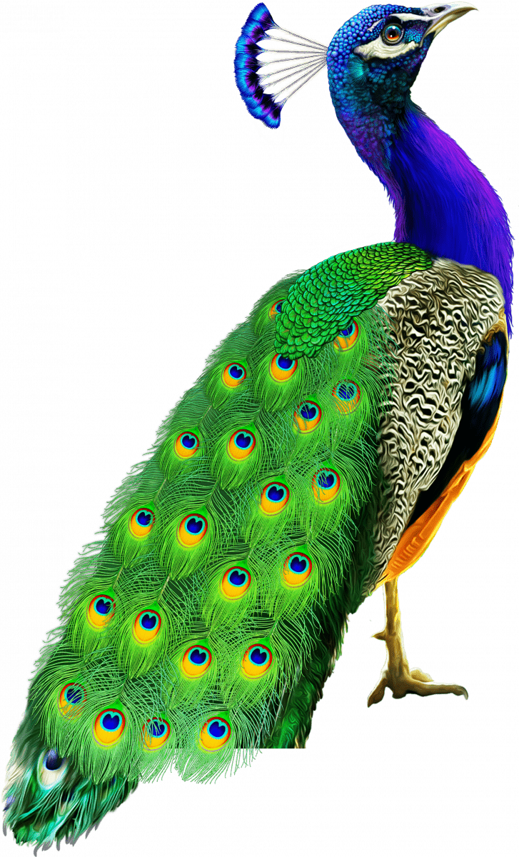 POWER PRIZES™ – Noble Peacock™