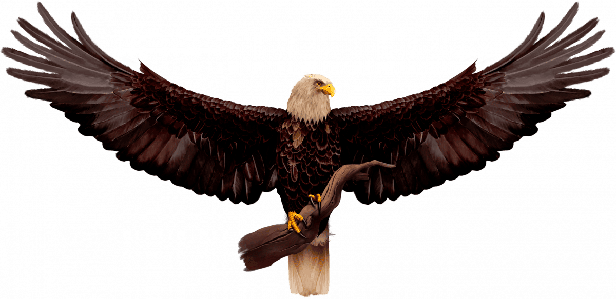 Wild Lines: American Eagle™